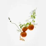 زارا گلدن دکید